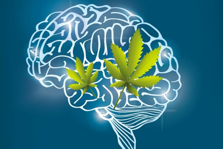 cerveau-cannabis-sante-mémoire-thc