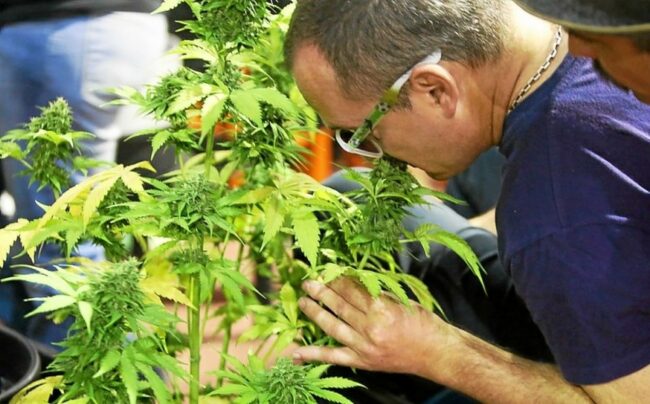 consommateur- autoproducteur de cannabis