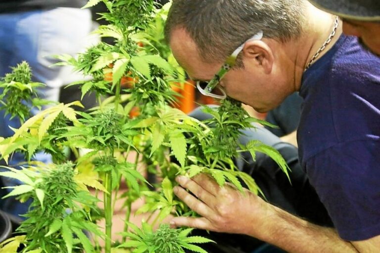 consommateur- autoproducteur de cannabis