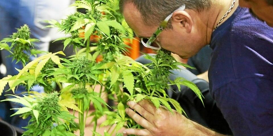 consommateur- autoproducteur de cannabis