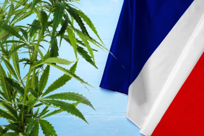 légalisation du cannabis en France
