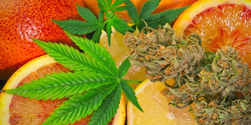 D-Limonène – cannabis – anxiété