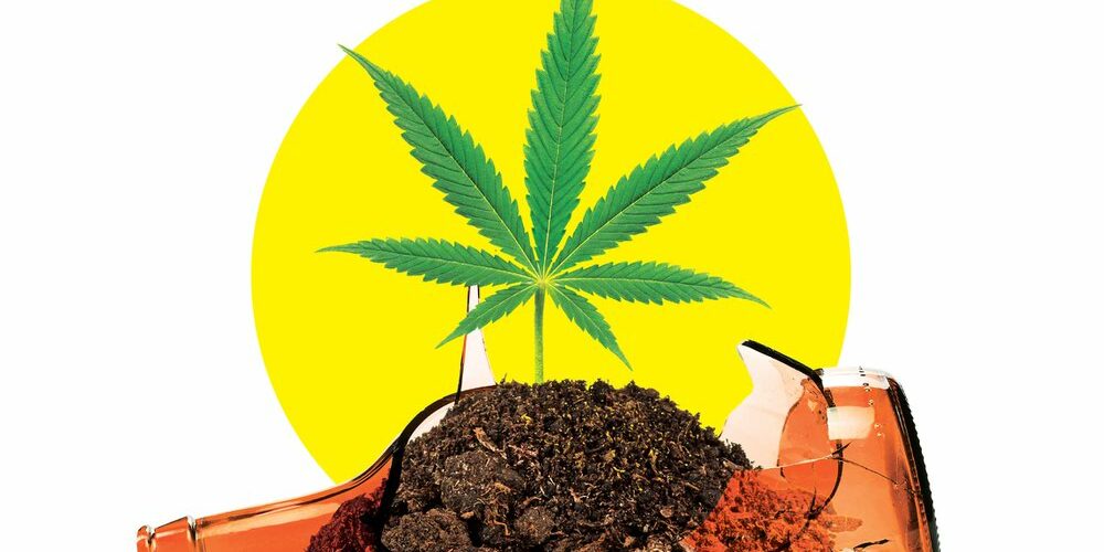 Génération Z – Cannabis vs Alcool Génération Z - Cannabis vs Alcool