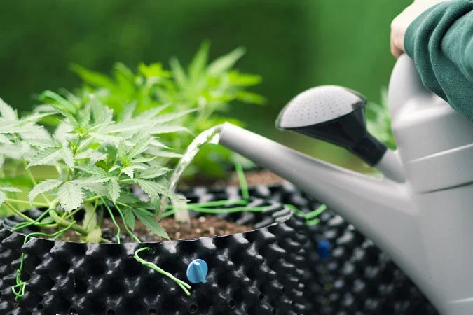 Conseils d'arrosage pour le cannabis