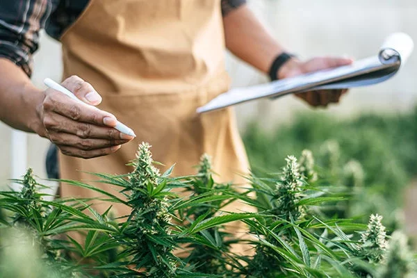 la légalisation du cannabis crée des emplois