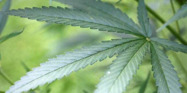 Allemagne - cannabis médical