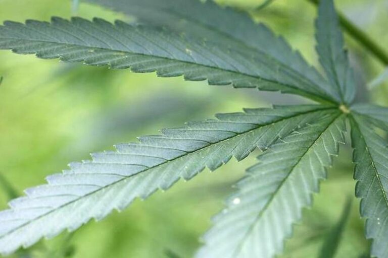 Allemagne - cannabis médical