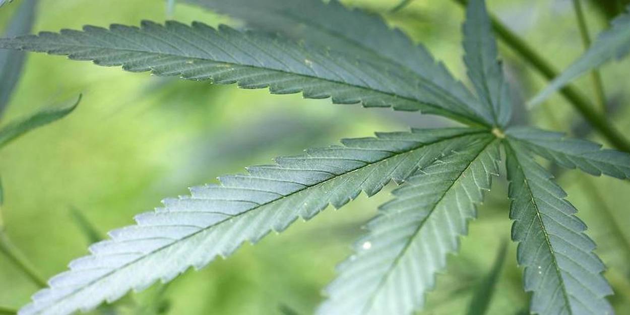 Allemagne - cannabis médical