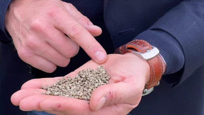 Le chanvre pour lutter contre les PFAS