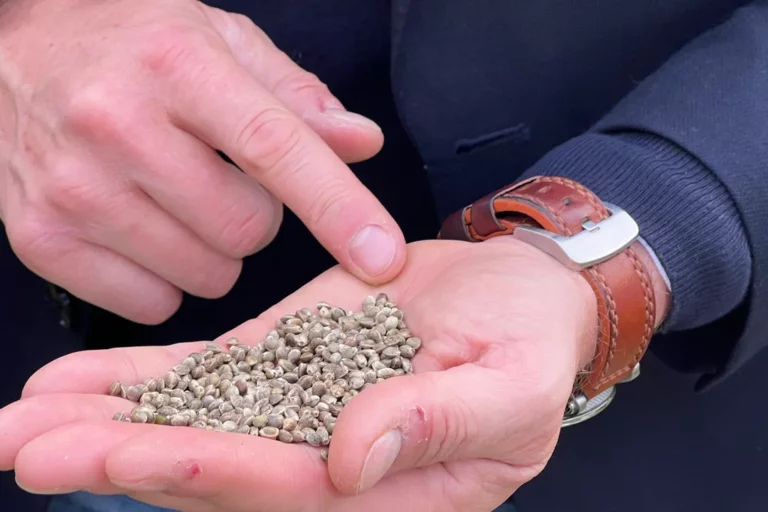 Le chanvre pour lutter contre les PFAS