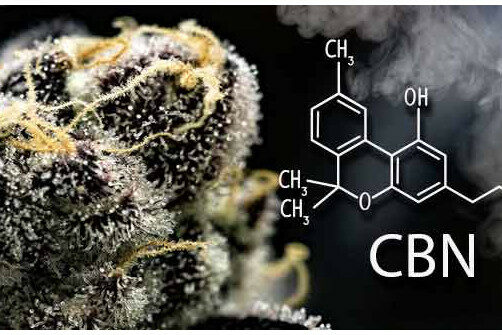 Les propriétés neuroprotectrices du cannabis, un espoir pour Alzheimer et Parkinson