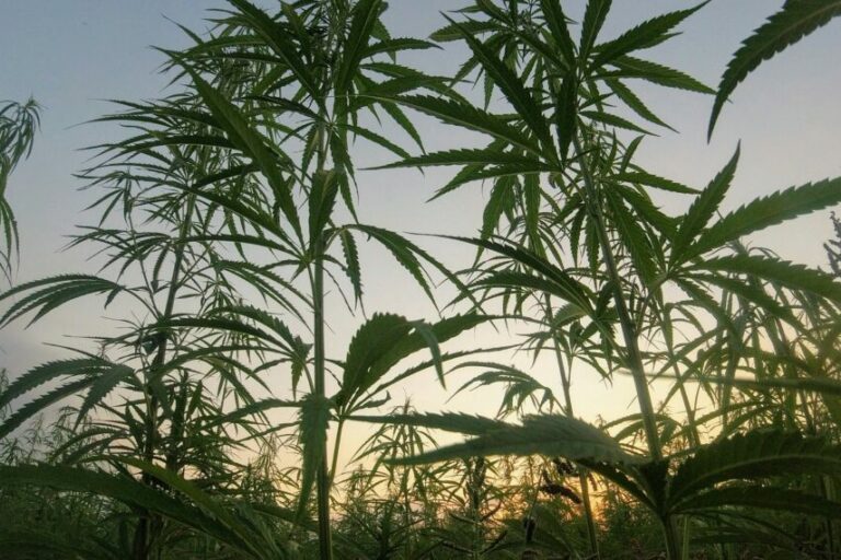 Un amendement à la loi agricole américaine pourrait interdire la majorité des produits à base de chanvre