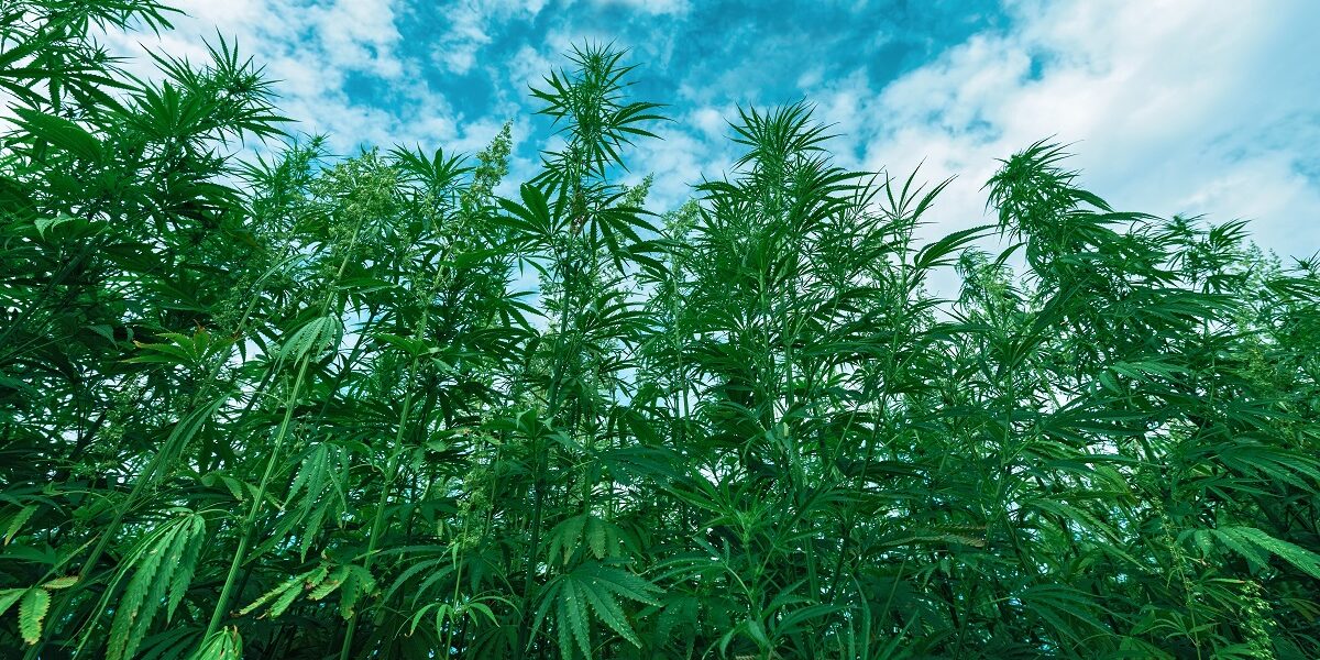 champ de chanvre colorisé