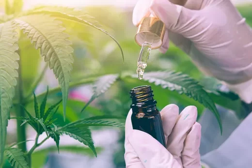 Cannabis médical - la France trahit ses patients et médecins en 2025