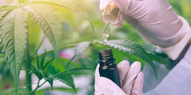 Cannabis médical – la France trahit ses patients et médecins en 2025 Cannabis médical - la France trahit ses patients et médecins en 2025