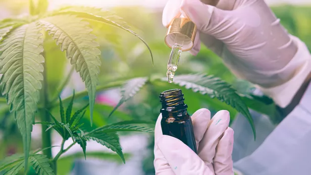 Cannabis médical - la France trahit ses patients et médecins en 2025