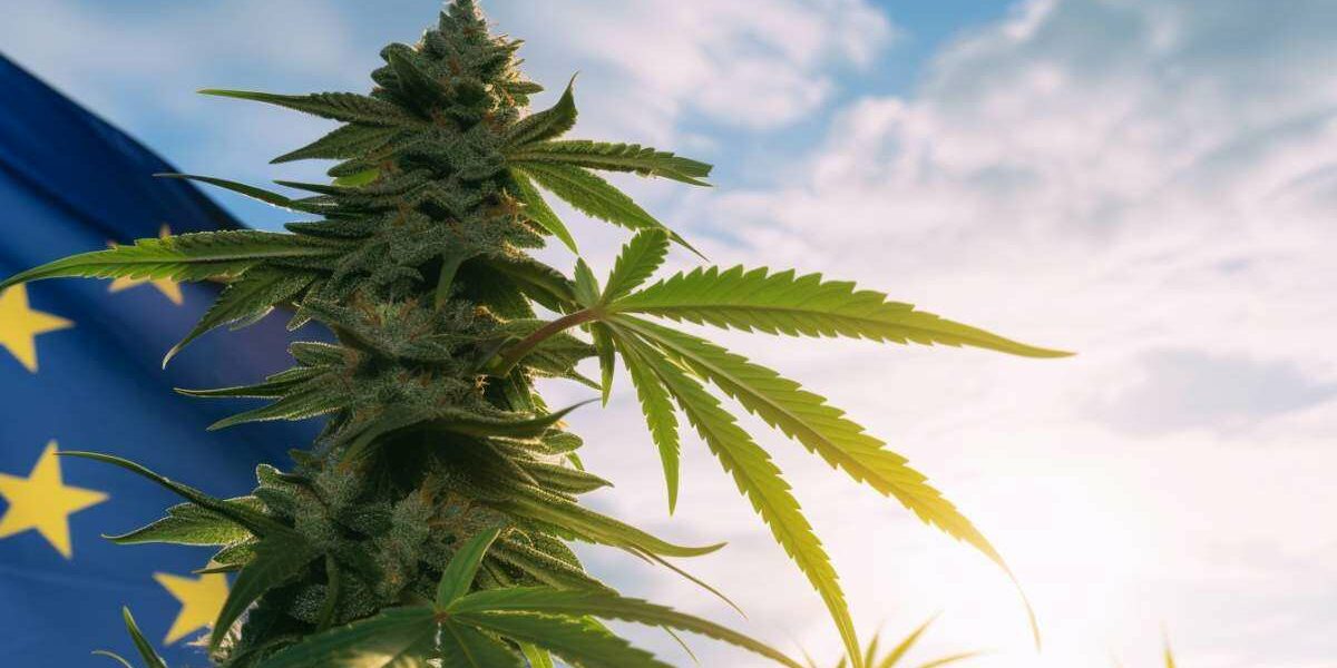 Sommet européen sur la légalisation du cannabis Sommet européen sur la légalisation du cannabis