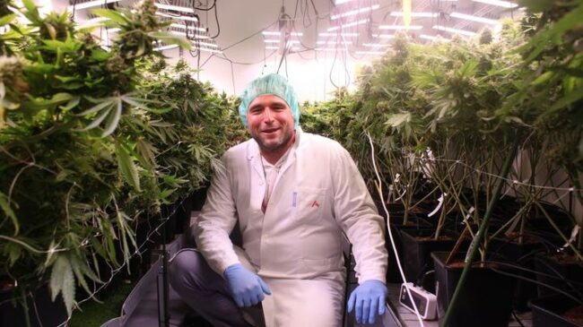 Cannabis médical : le modèle tchèque montre la voie