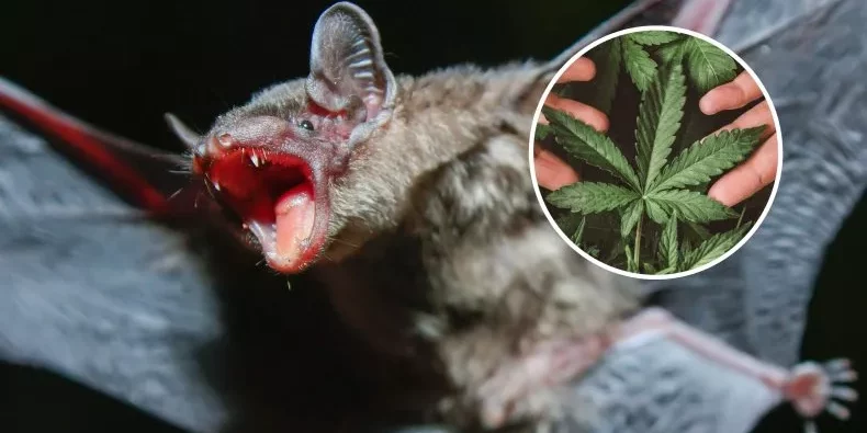 Guano de chauve-souris