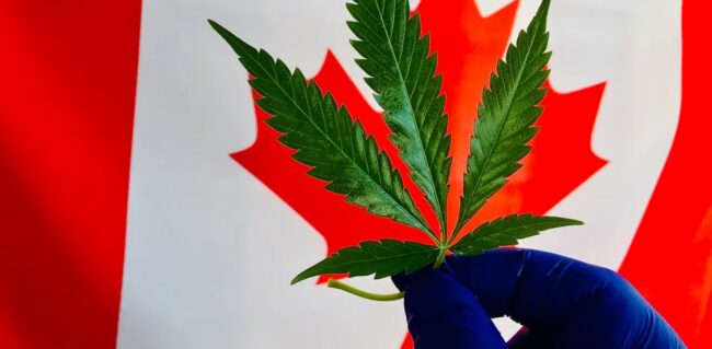 La légalisation du cannabis au Canada