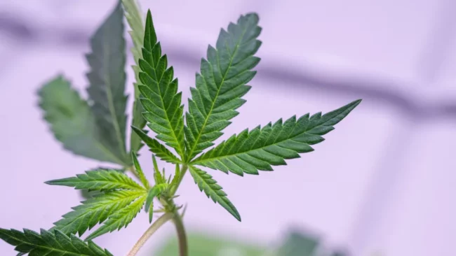 Légalisation - Berlin prouve l’échec de la prohibition