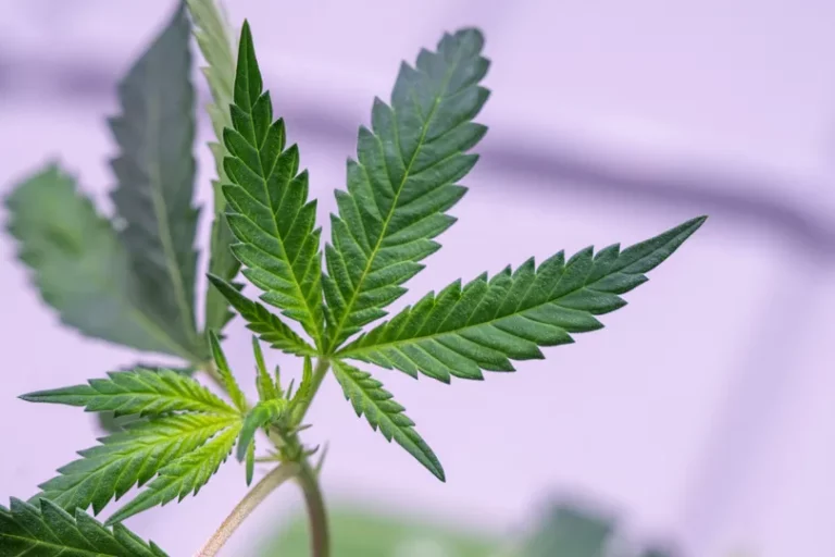 Légalisation - Berlin prouve l’échec de la prohibition