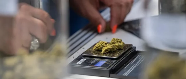 Projet pilote de distribution de cannabis à Berlin