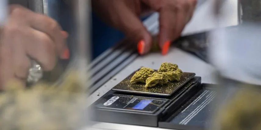 Projet pilote de distribution de cannabis à Berlin Projet pilote de distribution de cannabis à Berlin