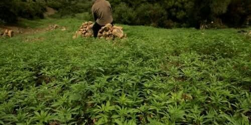 Cannabis – Crise chez les cultivateurs au Maroc