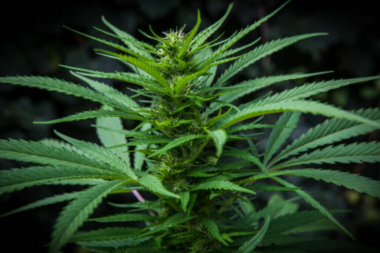 Cannabis - L’impasse du tout-répressif et la nécessité d’une réforme pragmatique