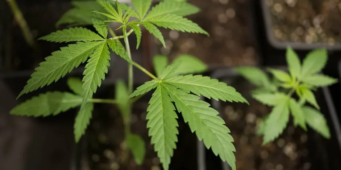 Cannabis en Allemagne - vers un retour possible à la prohibition en 2025