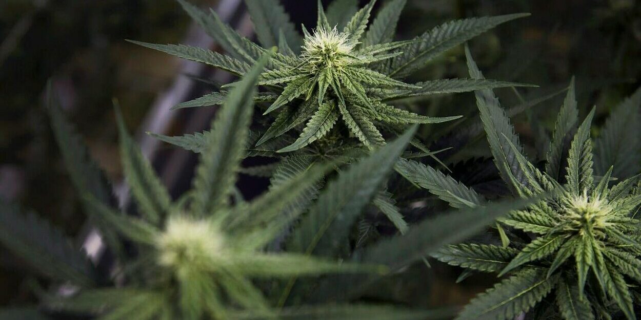 Le Manitoba lève partiellement l'interdiction de cultiver du cannabis