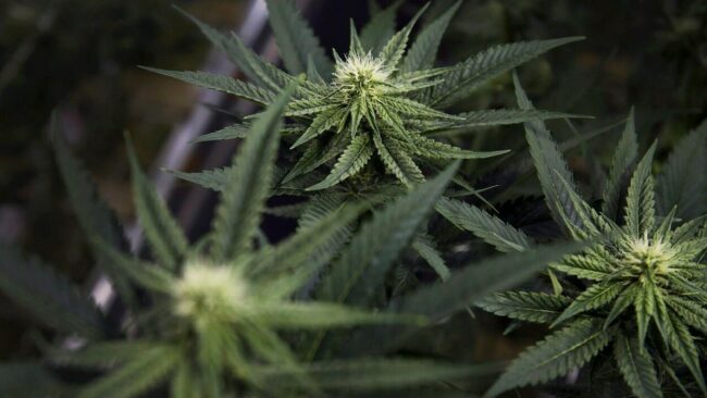 Le Manitoba lève partiellement l'interdiction de cultiver du cannabis