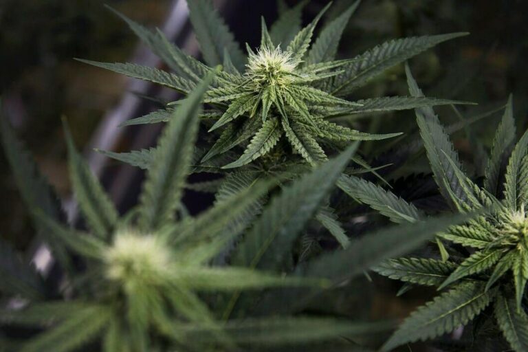 Le Manitoba lève partiellement l'interdiction de cultiver du cannabis