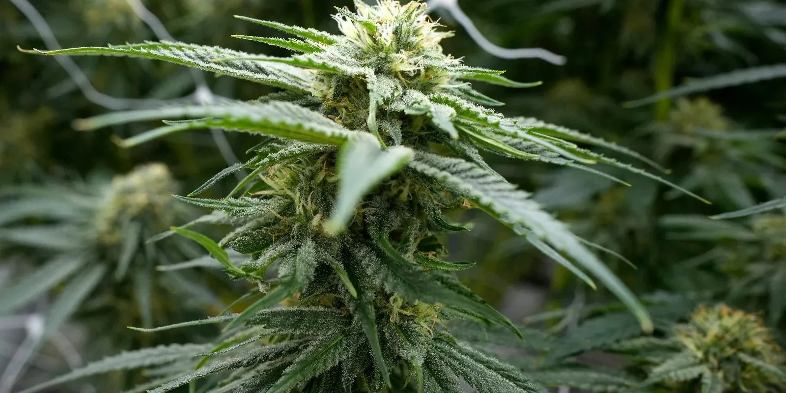 Le cannabis médical en France