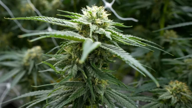 Le cannabis médical en France