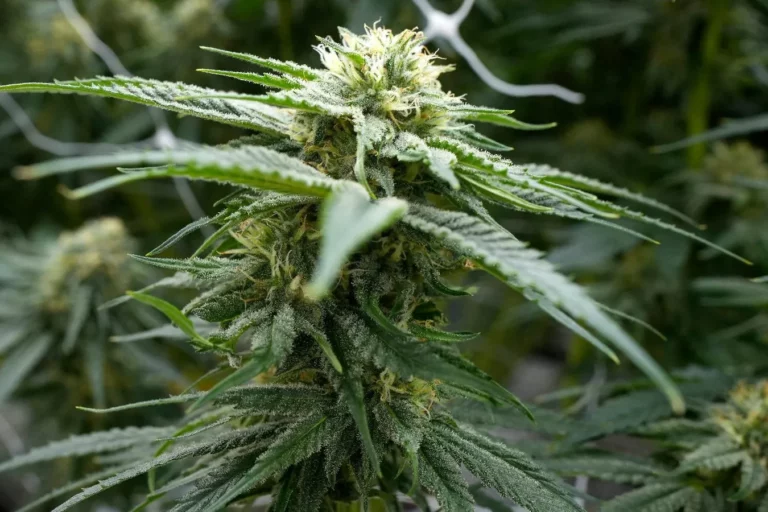 Le cannabis médical en France