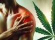 cannabis médical et douleurs chroniques