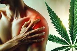 cannabis médical et douleurs chroniques