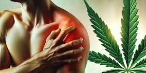 cannabis médical et douleurs chroniques