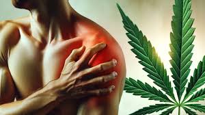 cannabis médical et douleurs chroniques