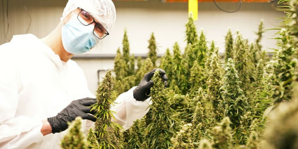 Les Cannabis Social Clubs allemands en marche