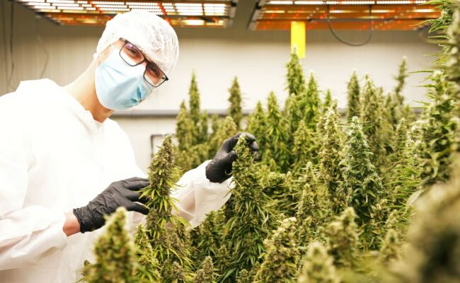 Les Cannabis Social Clubs allemands en marche