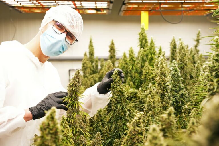 Les Cannabis Social Clubs allemands en marche