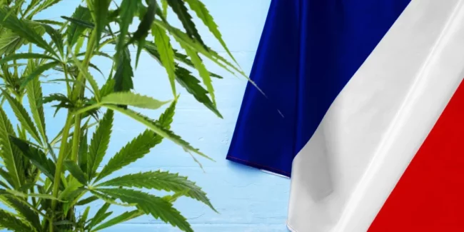 Prohibition du cannabis - une politique criminogène et irresponsable