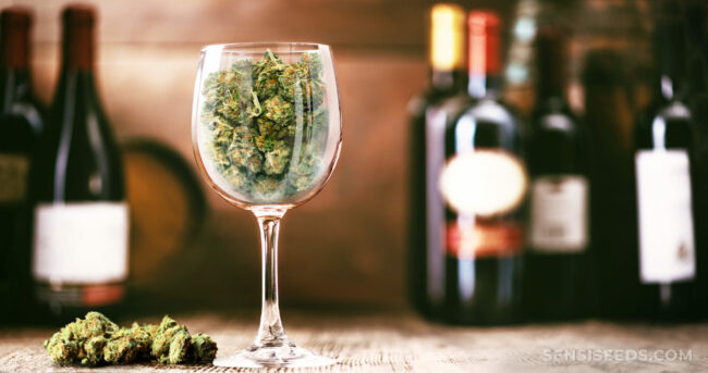 USA : Le cannabis remplace l’alcool comme substance quotidienne