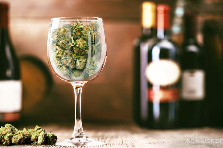 USA : Le cannabis remplace l’alcool comme substance quotidienne