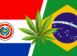 Paraguay - légalisation du cannabis