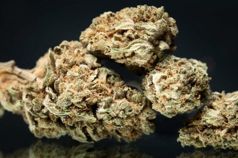 Cannabis, dopamine et psychose