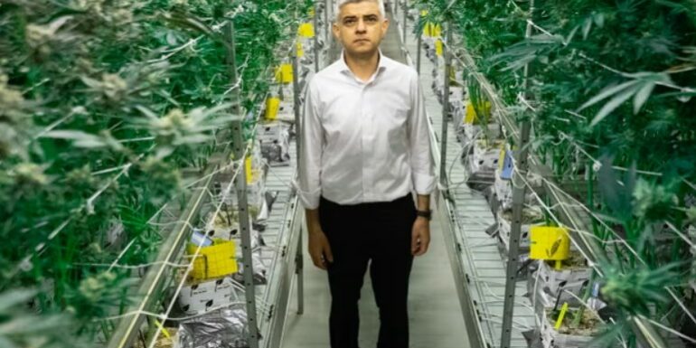 Cannabis – Londre ouvre les yeux Cannabis - Londre ouvre les yeux